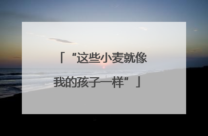 “这些小麦就像我的孩子一样”