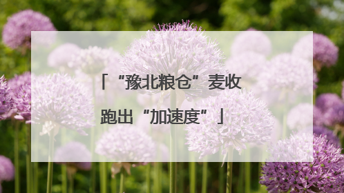 “豫北粮仓”麦收跑出“加速度”