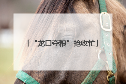 “龙口夺粮”抢收忙