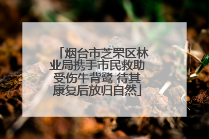 烟台市芝罘区林业局携手市民救助受伤牛背鹭 待其康复后放归自然