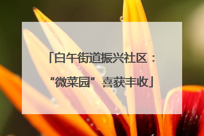 白午街道振兴社区：“微菜园”喜获丰收