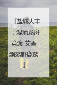 盐城大丰：湿地龙舟竞渡 艾香飘荡野鹿荡