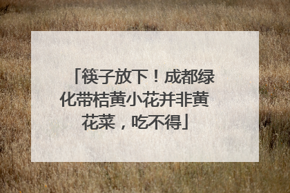 筷子放下！成都绿化带桔黄小花并非黄花菜，吃不得