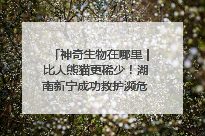 神奇生物在哪里｜比大熊猫更稀少！湖南新宁成功救护濒危鸟类海南鳽