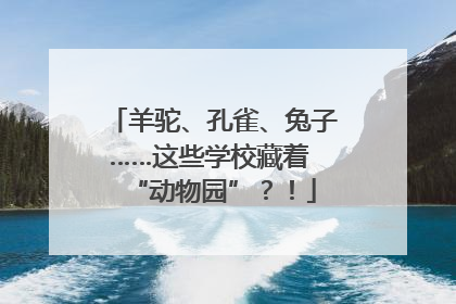 羊驼、孔雀、兔子……这些学校藏着 “动物园”？！