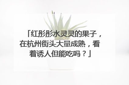 红彤彤水灵灵的果子，在杭州街头大量成熟，看着诱人但能吃吗？