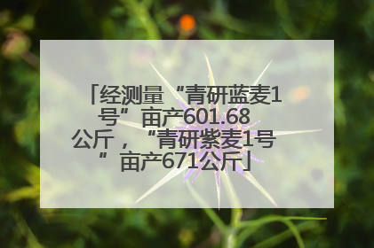 经测量“青研蓝麦1号”亩产601.68公斤，“青研紫麦1号”亩产671公斤