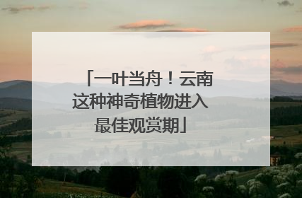 一叶当舟！云南这种神奇植物进入最佳观赏期