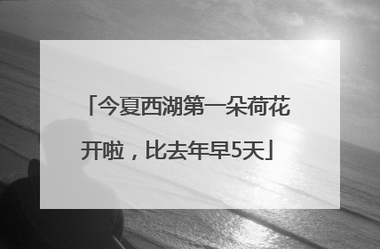 今夏西湖第一朵荷花开啦，比去年早5天