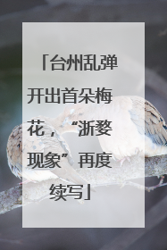 台州乱弹开出首朵梅花，“浙婺现象”再度续写
