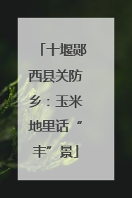 十堰郧西县关防乡：玉米地里话“丰”景
