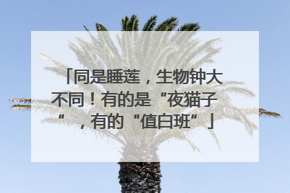 同是睡莲，生物钟大不同！有的是“夜猫子”，有的“值白班”