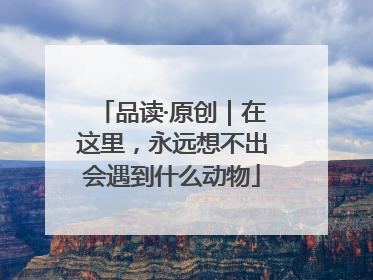 品读·原创｜在这里，永远想不出会遇到什么动物