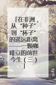 在非洲，从“种子”到“杯子”的遥远距离——一颗咖啡豆的前世今生（三）