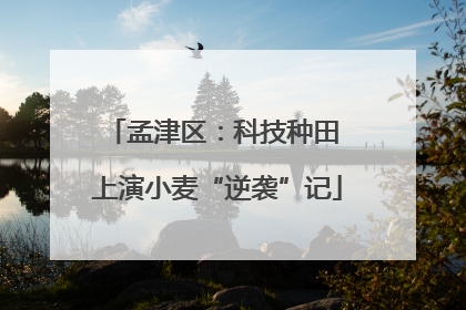 孟津区：科技种田 上演小麦“逆袭”记