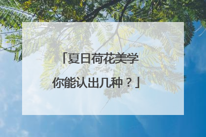 夏日荷花美学 你能认出几种？