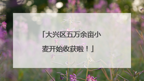 大兴区五万余亩小麦开始收获啦！