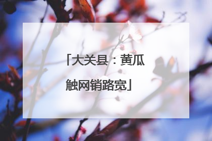 大关县：黄瓜触网销路宽