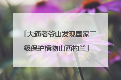 大通老爷山发现国家二级保护植物山西杓兰