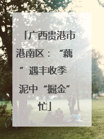 广西贵港市港南区：“藕”遇丰收季 泥中“掘金”忙