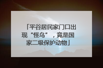 平谷居民家门口出现“怪鸟”，竟是国家二级保护动物