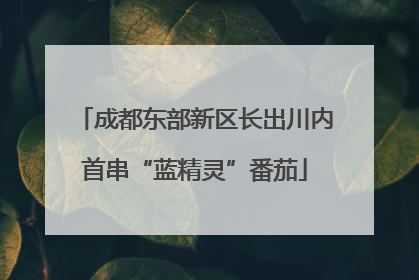 成都东部新区长出川内首串“蓝精灵”番茄