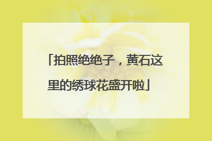 拍照绝绝子，黄石这里的绣球花盛开啦