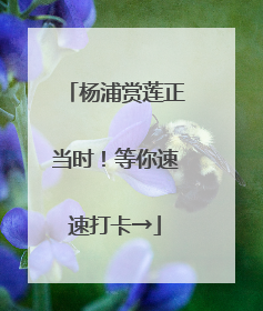 杨浦赏莲正当时！等你速速打卡→