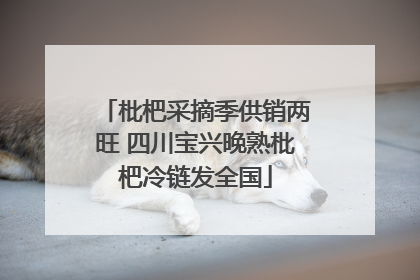 枇杷采摘季供销两旺 四川宝兴晚熟枇杷冷链发全国