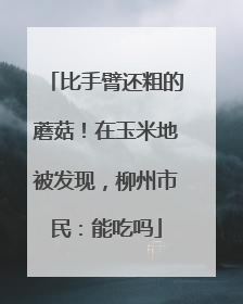 比手臂还粗的蘑菇！在玉米地被发现，柳州市民：能吃吗