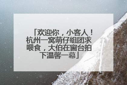 欢迎你，小客人！杭州一窝萌仔组团求喂食，大伯在窗台拍下温馨一幕