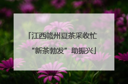 江西赣州夏茶采收忙 “新茶勃发”助振兴