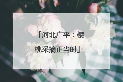 河北广平：樱桃采摘正当时