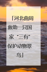 河北曲周救助一只国家“三有”保护动物翠鸟