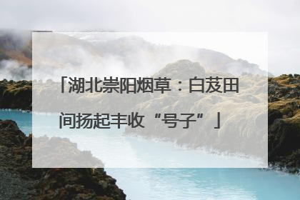 湖北崇阳烟草：白芨田间扬起丰收“号子”