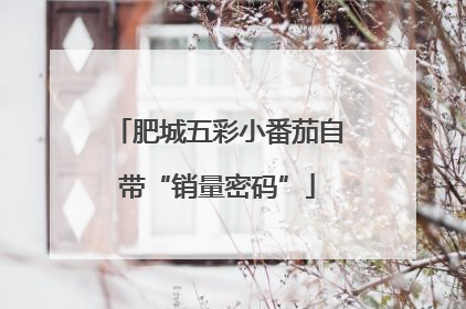 肥城五彩小番茄自带“销量密码”