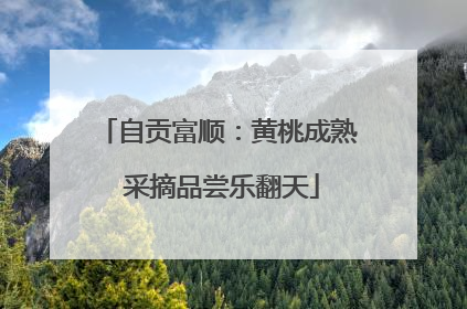 自贡富顺：黄桃成熟 采摘品尝乐翻天