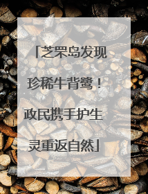 芝罘岛发现珍稀牛背鹭！政民携手护生灵重返自然