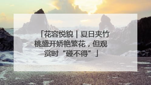 花容悦貌｜夏日夹竹桃盛开娇艳繁花，但观赏时“碰不得”