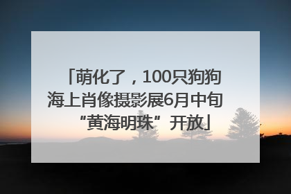 萌化了，100只狗狗海上肖像摄影展6月中旬“黄海明珠”开放
