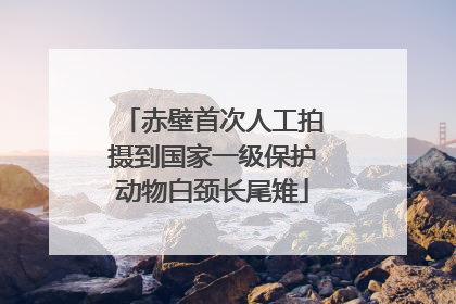 赤壁首次人工拍摄到国家一级保护动物白颈长尾雉