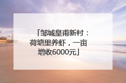 邹城皇甫新村：荷塘里养虾，一亩增收6000元