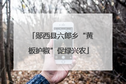 郧西县六郎乡“黄板护椒”促绿兴农