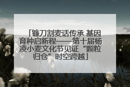镰刀割麦话传承 基因育种启新程——第十届杨凌小麦文化节见证“颗粒归仓”时空跨越