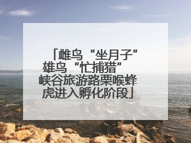雌鸟“坐月子”雄鸟“忙捕猎” 峡谷旅游路栗喉蜂虎进入孵化阶段