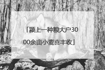 颍上一种粮大户3000余亩小麦喜丰收