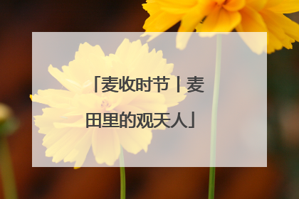 麦收时节丨麦田里的观天人
