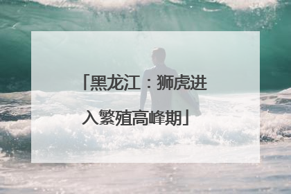 黑龙江：狮虎进入繁殖高峰期