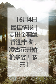 6月4日最佳情报｜麦田金穗飘香迎丰收，凌霄花开娇艳多姿！恭喜